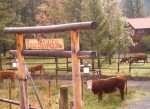 Peace be with the cows