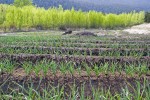 Spring View on the Farm