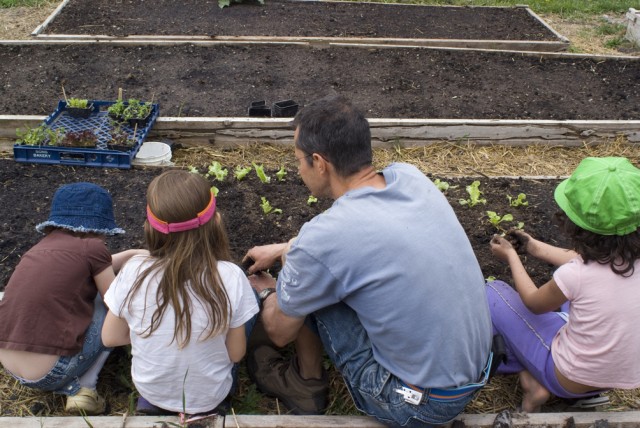 Planting Greens