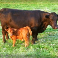 Dexter Cow and Calf